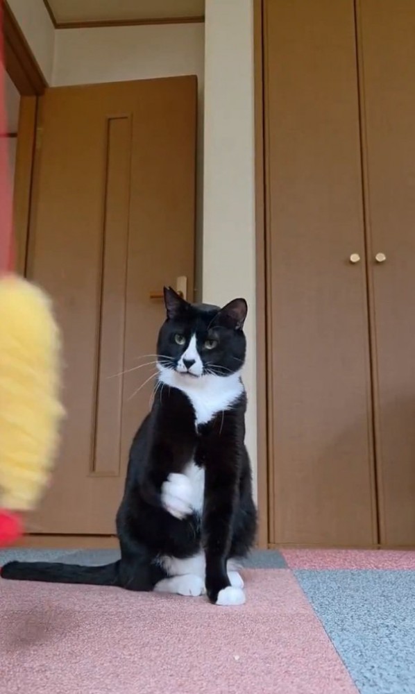 遅れてパンチする猫