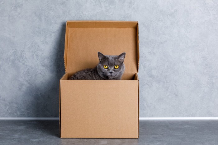 箱に入っている猫
