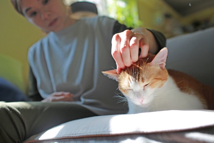 女性の横に座り、頭をなでられる猫