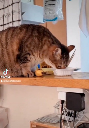 納豆を食べる猫