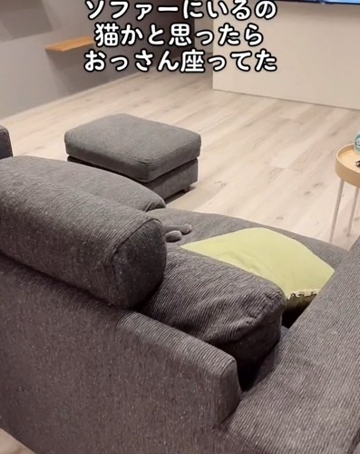 猫の足