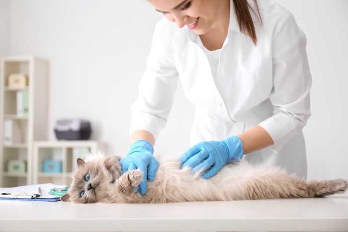 女性獣医師に診察される長毛猫