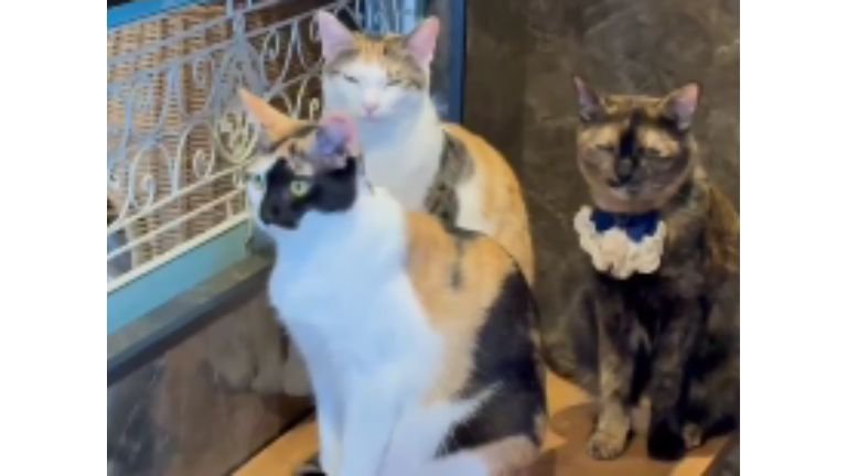 3匹の猫