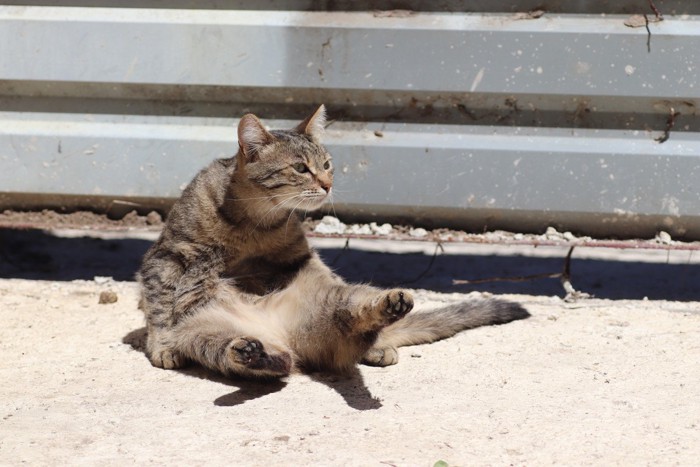 おじさんのように座る猫