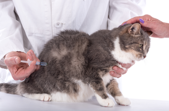 足に注射される猫