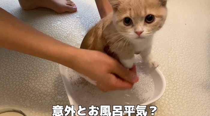 洗われる猫