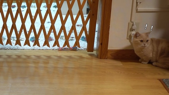 びっくりした顔の猫
