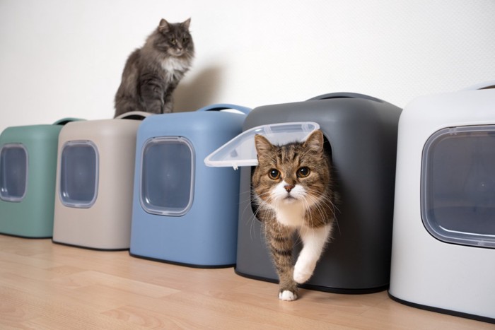トイレから出る猫とトイレに乗る猫