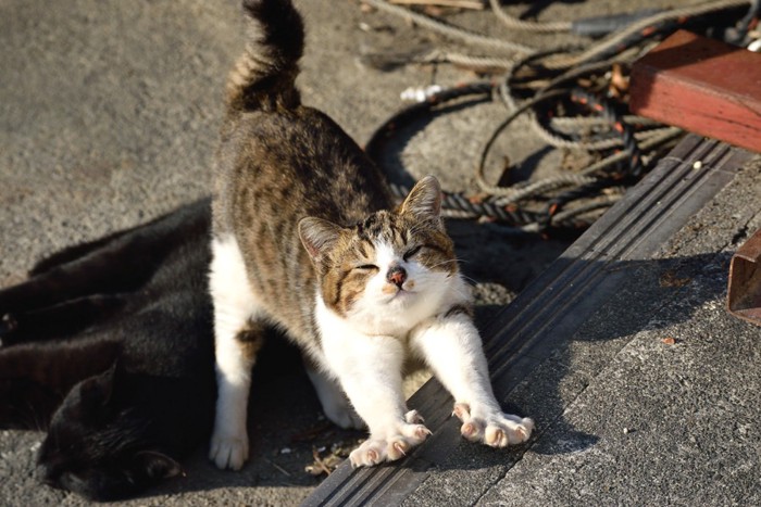 爪を出して伸びる猫