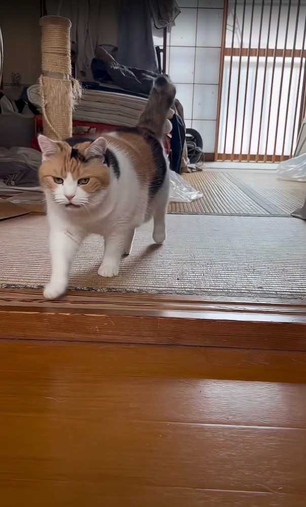 歩いてくる猫