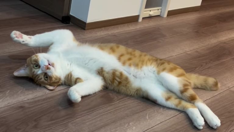 寝転がっている猫
