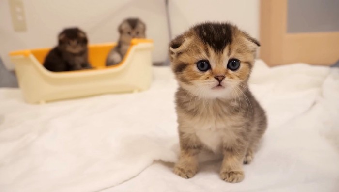 座る子猫とトイレに戻ってしまった子猫の様子