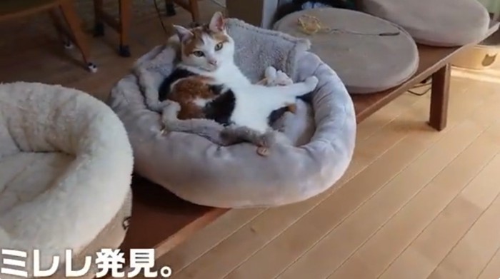 ペットベッドにいる三毛猫