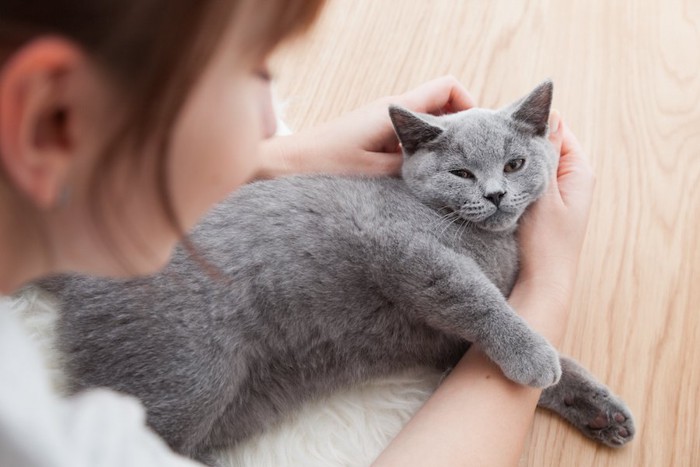 グレーの猫とスキンシップをとる女性