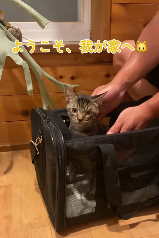 キャリーから顔を出す子猫