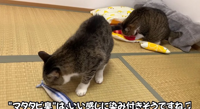 けりぐるみで遊ぶ猫