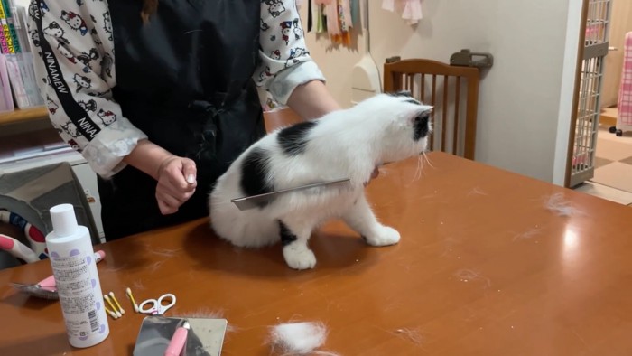 猫の毛に引っかかるコーム