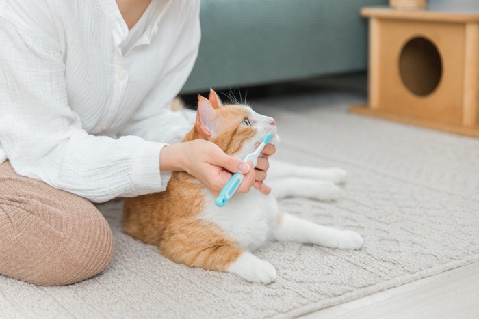 歯磨きをされる猫