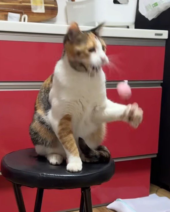 顔に当たったボールを手で掴もうとする猫