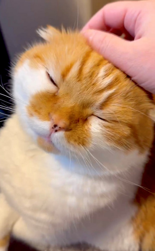 撫でてもらっている猫