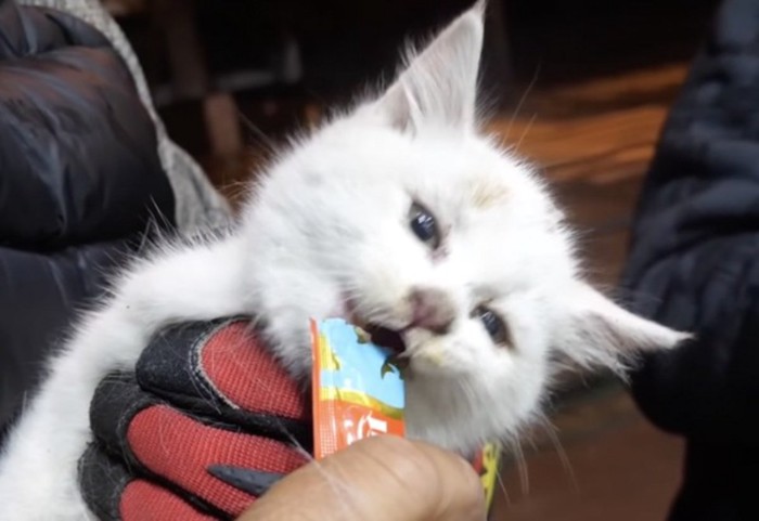 ちゅーるに食いつく子猫