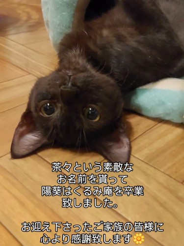 仰向けの猫の顔