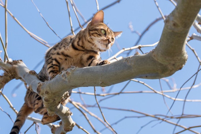 木の上の猫