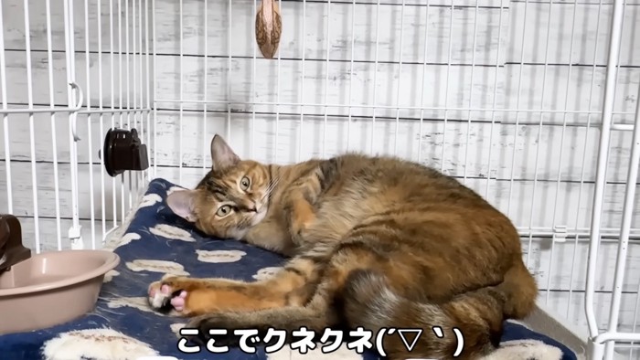 リサちゃん