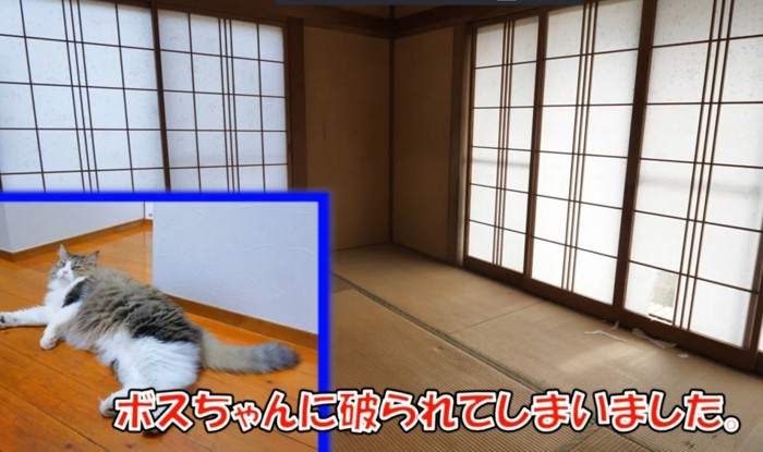 障子が貼られた窓2面と猫（ボスちゃんに破られてしまいました。）