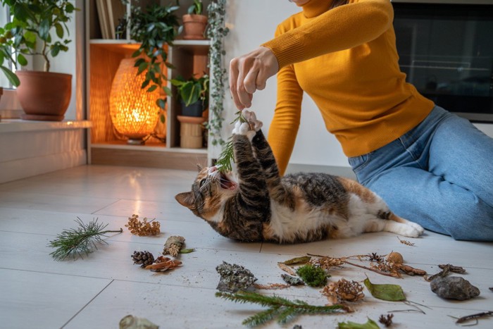 モノが散らばった床で遊ぶ猫と飼い主