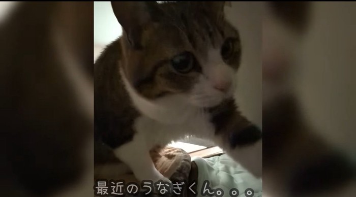 前足を伸ばす猫