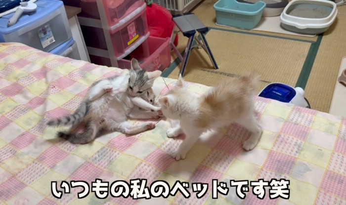 ベッドの猫