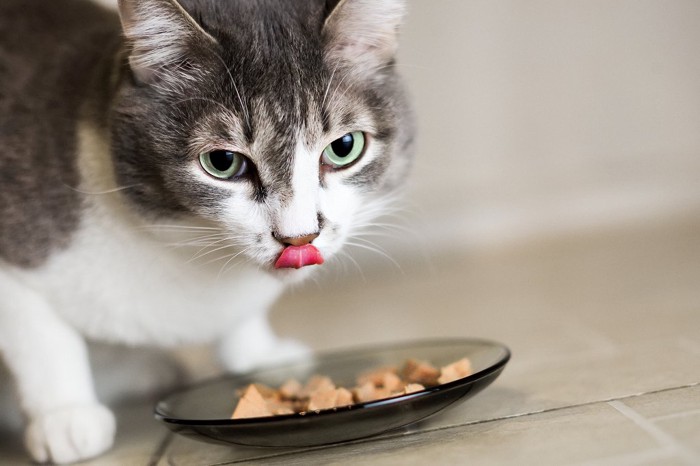 ご飯を食べている猫