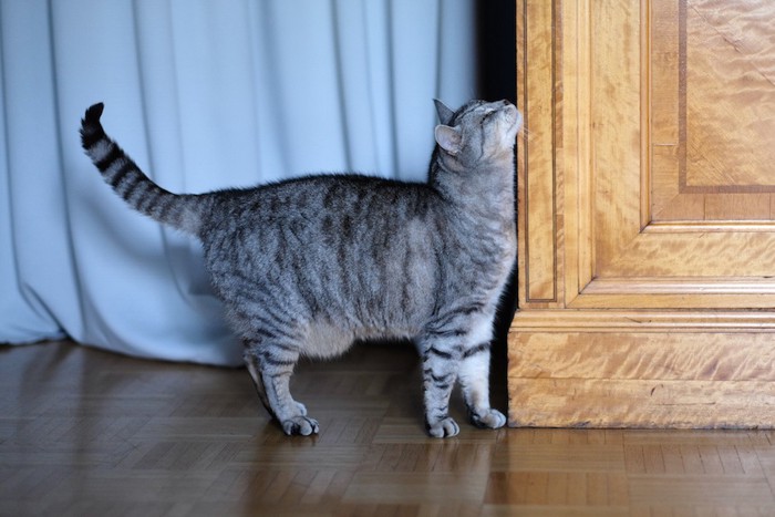 タンスの角にスリスリする猫