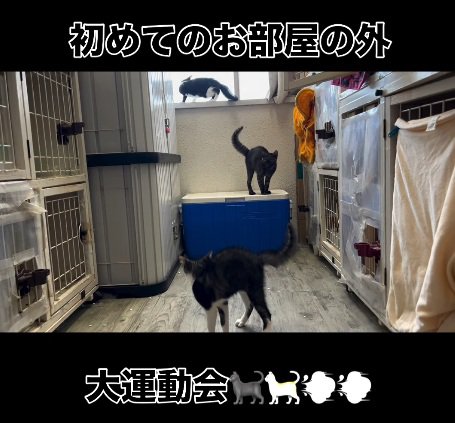 見合う2匹の猫