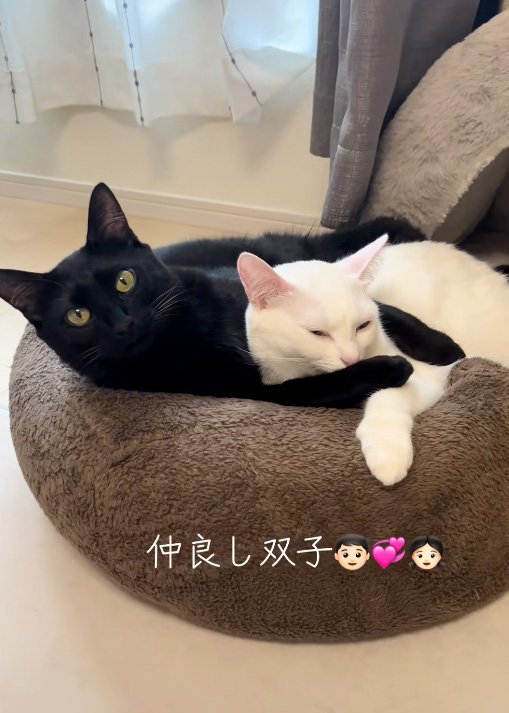 抱きつく猫