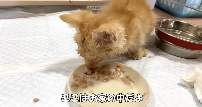 ご飯を食べる茶トラ