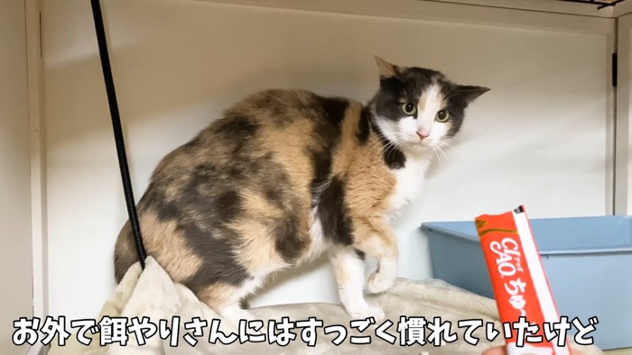 おやつに警戒する猫