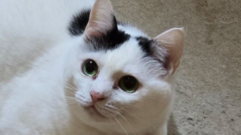 室内にいる猫