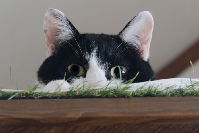 上から覗く猫