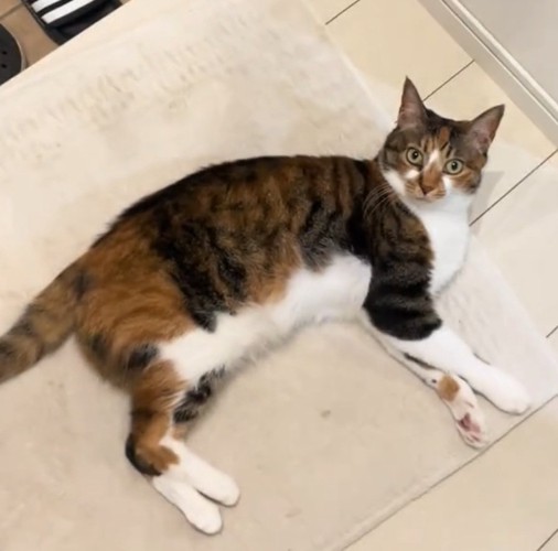 疑問顔の猫