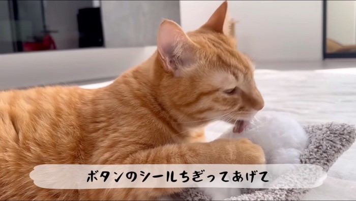 おもちゃの猫をグルーミングする茶トラ猫