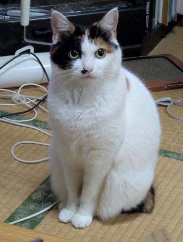 お座りする猫