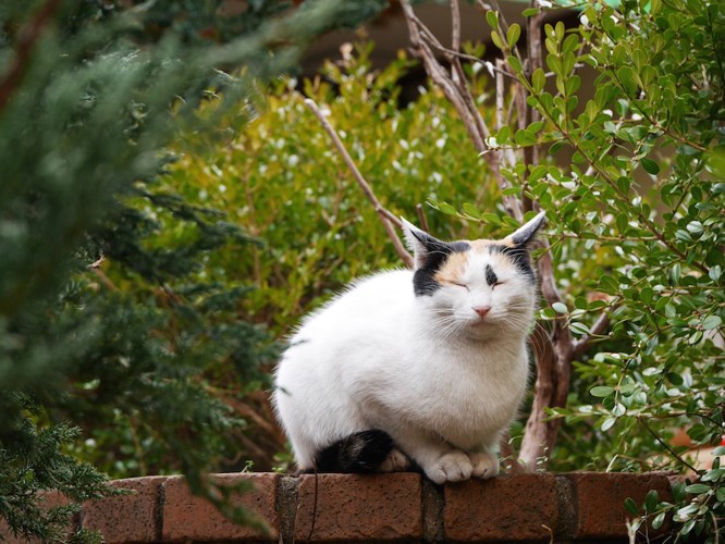 警戒しながら眠る野良猫