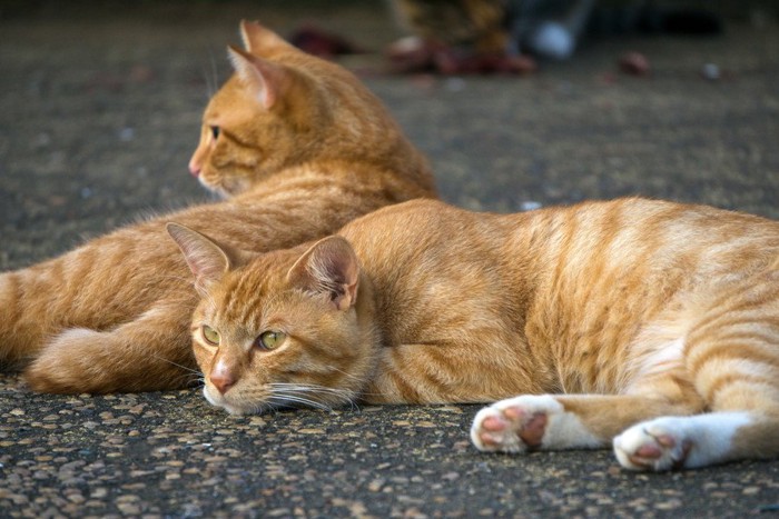 寄り添い合う猫