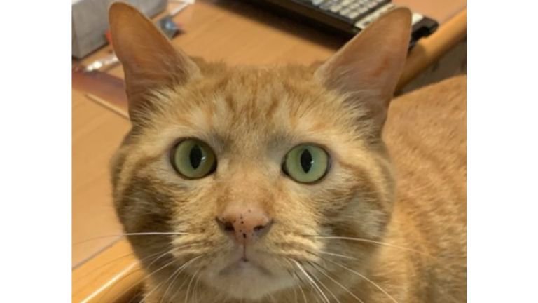 猫の顔