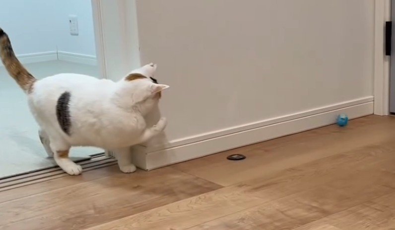 壁際で右手を上げる猫