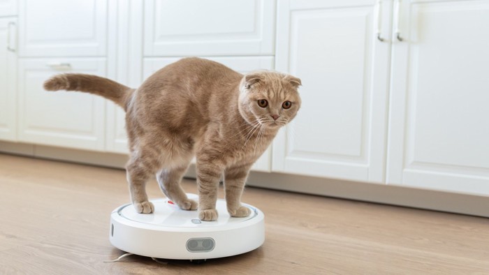 お掃除ロボットの上に立つ猫