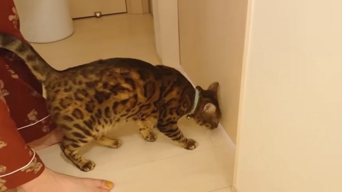 ドアの前に立つ猫