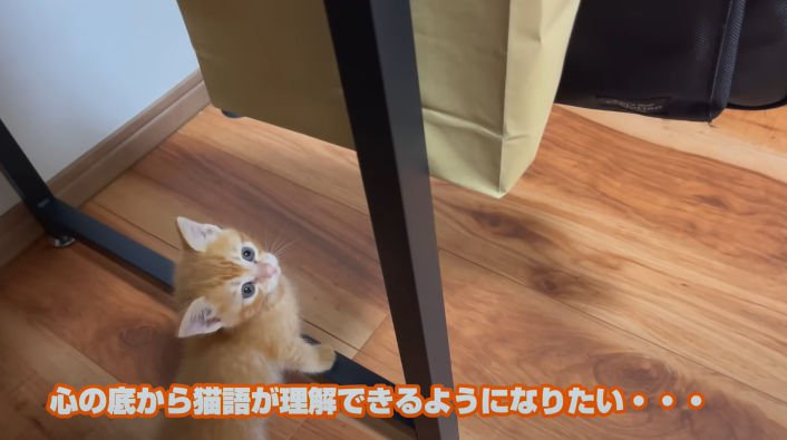 部屋を見回す茶トラの子猫